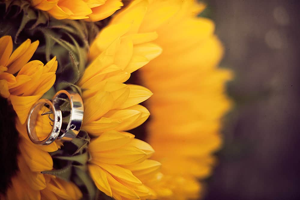 sunflower-rings-in-trädgårdsföreningen